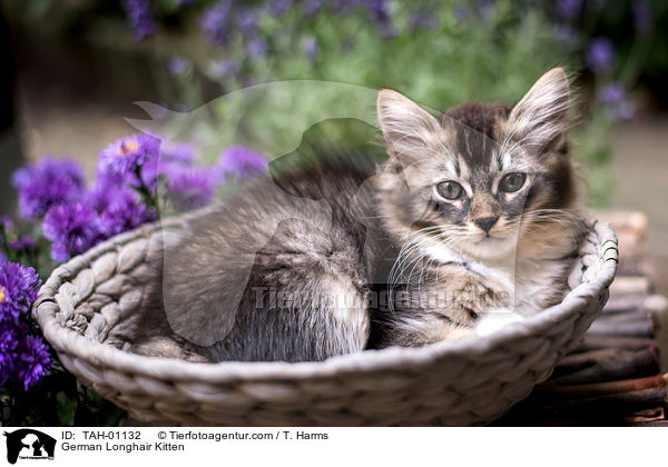 Deutsch Langhaar Ktzchen / German Longhair Kitten / TAH-01132