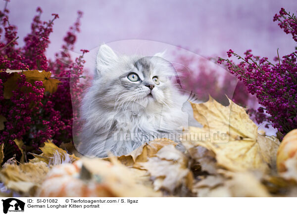 Deutsch Langhaar Ktzchen Portrait / German Longhair Kitten portrait / SI-01082