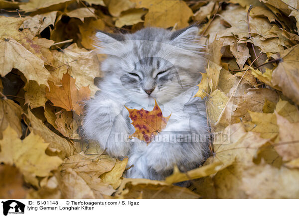 lying German Longhair Kitten / SI-01148