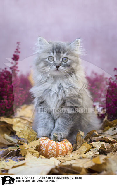 sitting German Longhair Kitten / SI-01151