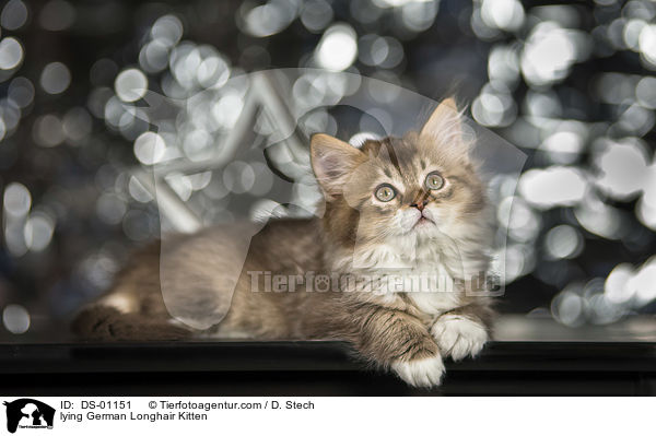 liegendes Deutsch Langhaar Ktzchen / lying German Longhair Kitten / DS-01151