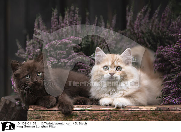 lying German Longhair Kitten / DS-01153