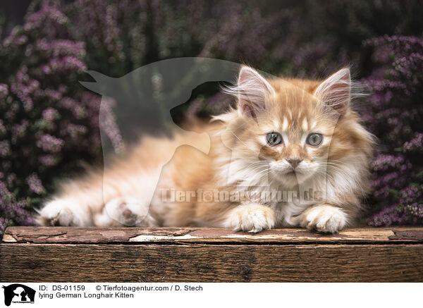 liegendes Deutsch Langhaar Ktzchen / lying German Longhair Kitten / DS-01159