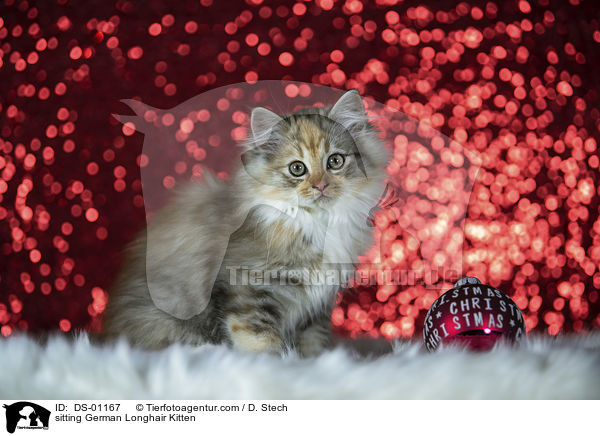 sitzendes Deutsch Langhaar Ktzchen / sitting German Longhair Kitten / DS-01167