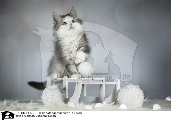 sitzendes Deutsch Langhaar Ktzchen / sitting German Longhair Kitten / DS-01172