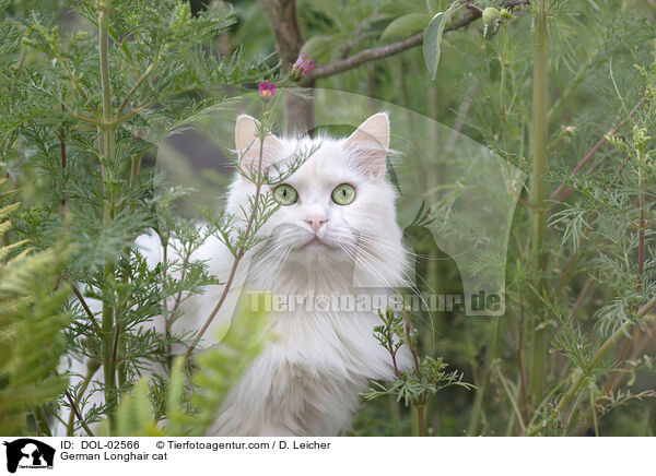 Deutsch Langhaar Katze / German Longhair cat / DOL-02566