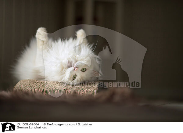 Deutsch Langhaar Katze / German Longhair cat / DOL-02604