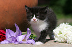 German Longhair Kitten