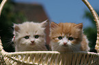 German Longhair Kitten