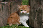 German Longhair Kitten