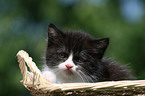 German Longhair Kitten