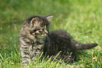 german longhair kitten