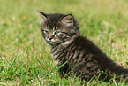 german longhair kitten