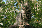German Longhair