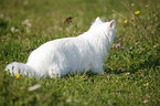 German Longhair