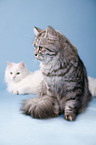 lying German Longhair