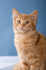 German Longhair Portrait