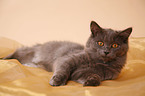 lying German Longhair
