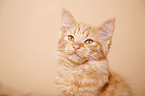 German Longhair Portrait