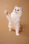 German Longhair