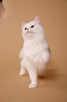 German Longhair