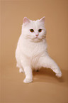 German Longhair