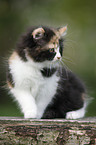 German Longhair kitten