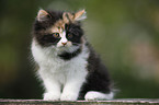 German Longhair kitten