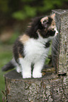 German Longhair kitten