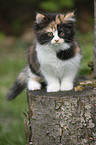 German Longhair kitten