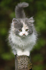 German Longhair kitten