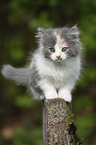 German Longhair kitten