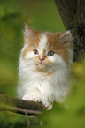 German Longhair kitten