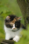 German Longhair kitten