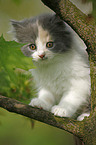 German Longhair kitten