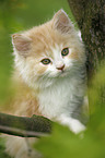 German Longhair kitten