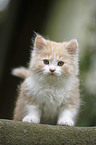 German Longhair kitten