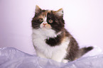 German Longhair kitten