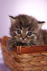 German Longhair kitten