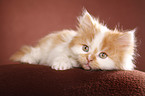 German Longhair kitten