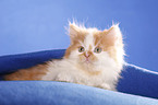 German Longhair kitten