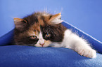 German Longhair kitten