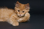 German Longhair Kitten