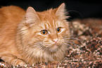 German Longhair tomcat