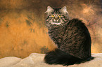 sitting German Longhair