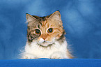 German Longhair portrait