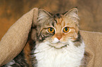 German Longhair portrait