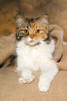 lying German Longhair