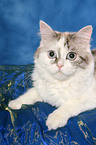 lying German Longhair