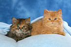 German Longhair kitten